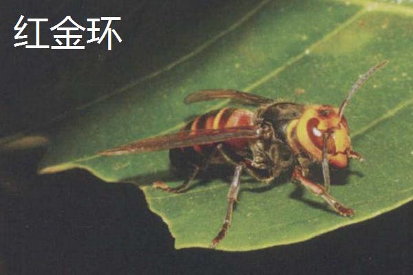 金环胡蜂有哪些品种，包括黄金环、红金环、黑金环等种类