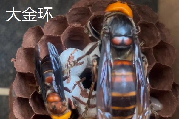 金环胡蜂有哪些品种，包括黄金环、红金环、黑金环等种类