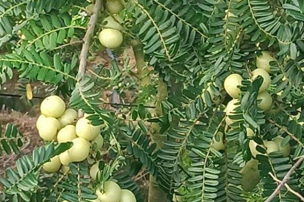 余甘果的种植方法，播种通常是采用条播的方法