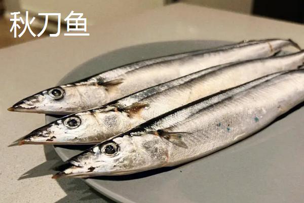 秋刀鱼和马鲛鱼的区别，外观、体型和分布均不同