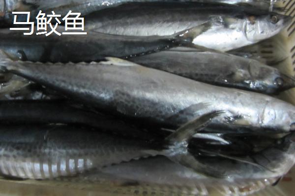 秋刀鱼和马鲛鱼的区别，外观、体型和分布均不同