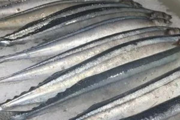 秋刀鱼和马鲛鱼的区别，外观、体型和分布均不同