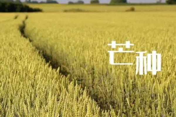 芒种的名称由来，来源于农业生产劳动