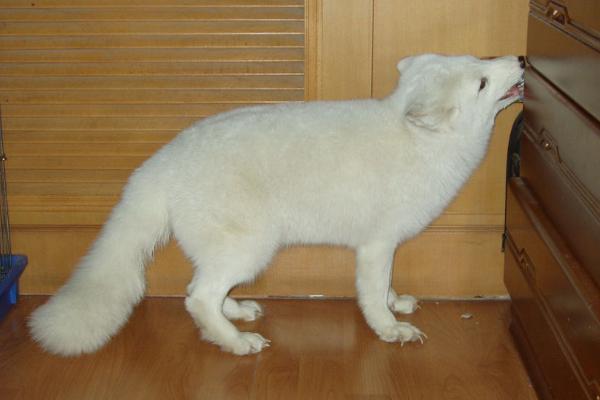 宠物狐狸怎么饲养，平时要多带它进行户外运动