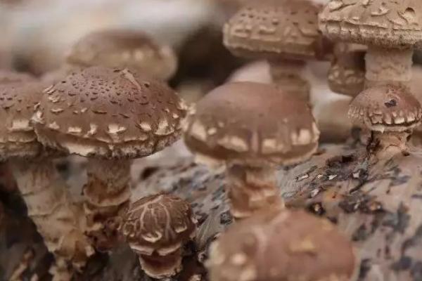 香菇为何烂棒以及怎么防治，温度过高、通风情况差、阳光直射等因素均会造成烂棒