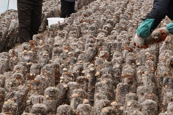 香菇为何烂棒以及怎么防治，温度过高、通风情况差、阳光直射等因素均会造成烂棒