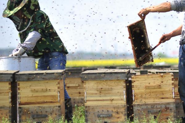 没有蜂王如何养蜂，可介入王台或并入它群