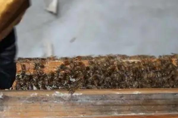王台封盖后几天可以人工分蜂，一般5-6天进行