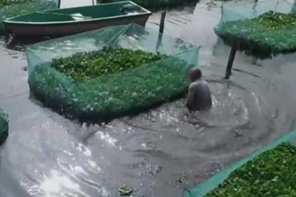 网箱养殖黄鳝技术，鳝种投放前用食盐水浸泡消毒