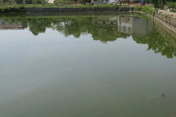网箱养殖黄鳝技术，鳝种投放前用食盐水浸泡消毒