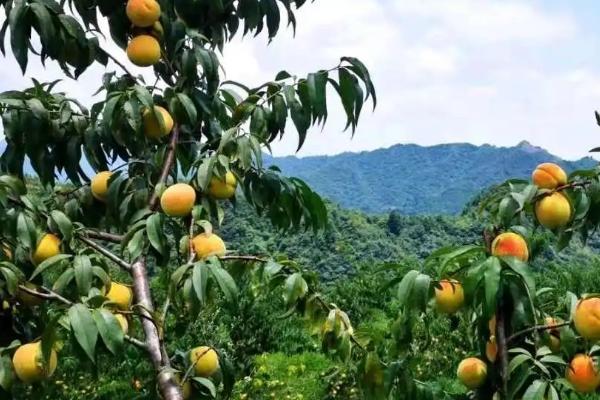 黄桃的亩产量，一般可达到5000-8000斤左右