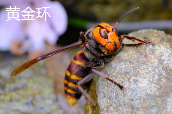 金环胡蜂有哪些品种，包括黄金环、红金环、黑金环等种类