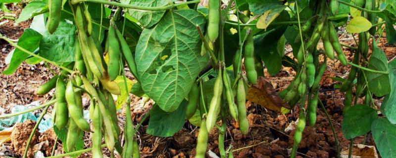 中黄343大豆种子介绍，种植密度每亩5万株左右