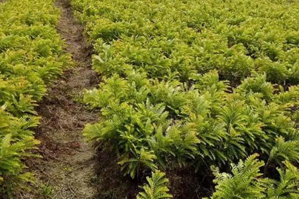 余甘果的种植方法，播种通常是采用条播的方法