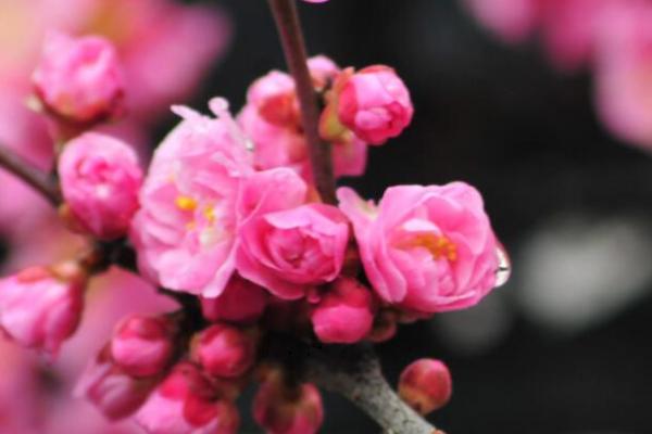 适合家里养的香花有哪些，这几种观赏价值高且气味好闻