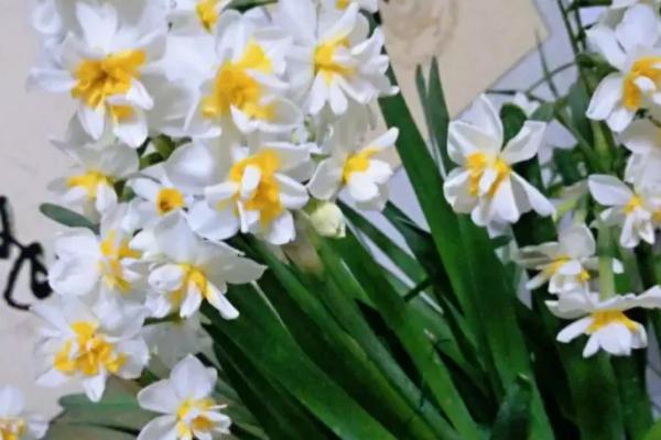 适合家里养的香花有哪些，这几种观赏价值高且气味好闻