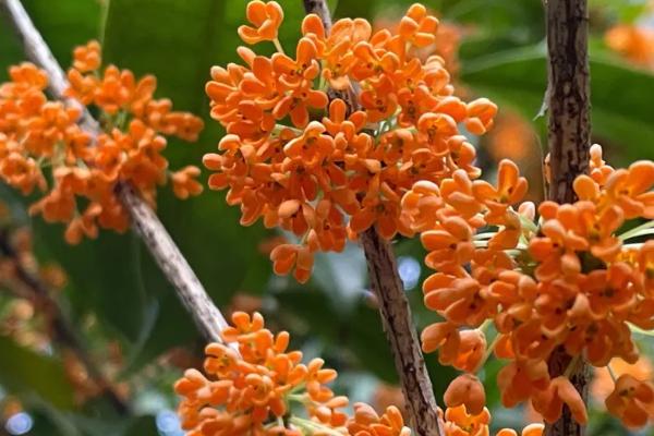 适合家里养的香花有哪些，这几种观赏价值高且气味好闻