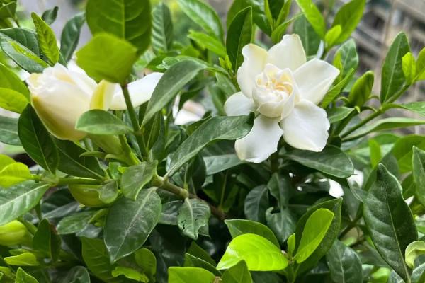 适合家里养的香花有哪些，这几种观赏价值高且气味好闻