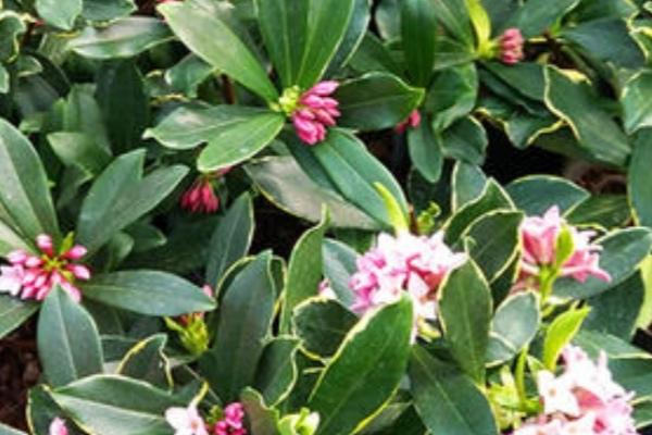 适合家里养的香花有哪些，这几种观赏价值高且气味好闻