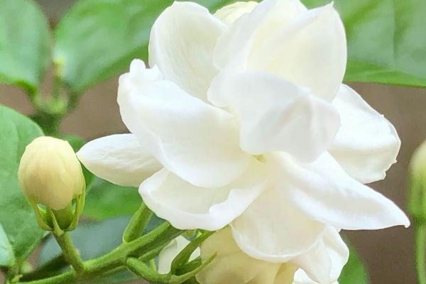 适合家里养的香花有哪些，这几种观赏价值高且气味好闻