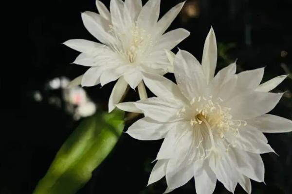 适合家里养的香花有哪些，这几种观赏价值高且气味好闻