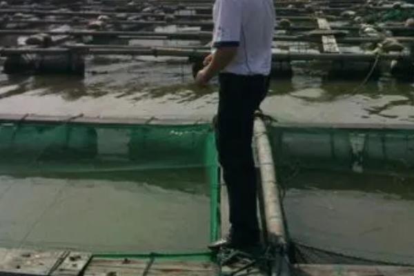 墨鱼的价格，一斤需要30-200元左右