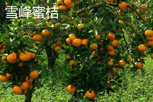 湖南省耒阳市的特产，耒阳粉皮已传承数百年