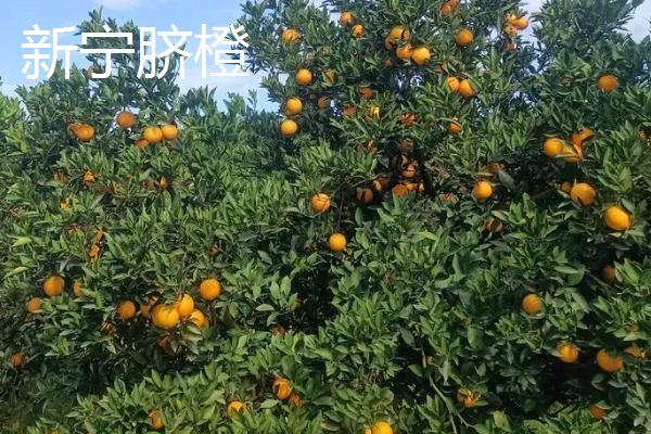 湖南省耒阳市的特产，耒阳粉皮已传承数百年