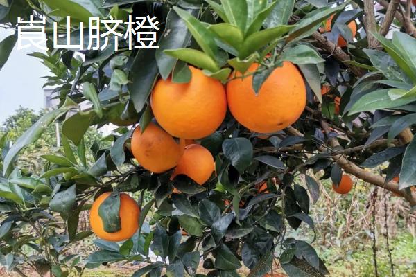 湖南省耒阳市的特产，耒阳粉皮已传承数百年