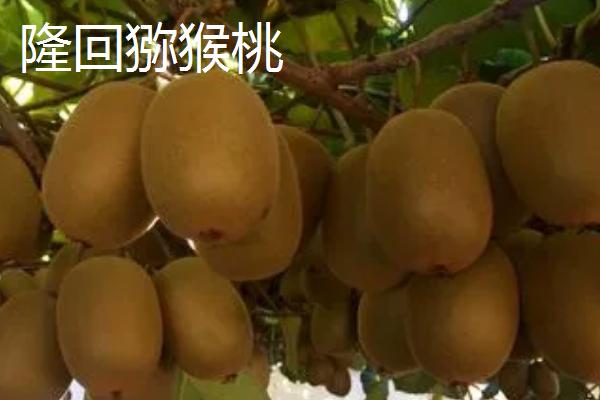 湖南省耒阳市的特产，耒阳粉皮已传承数百年