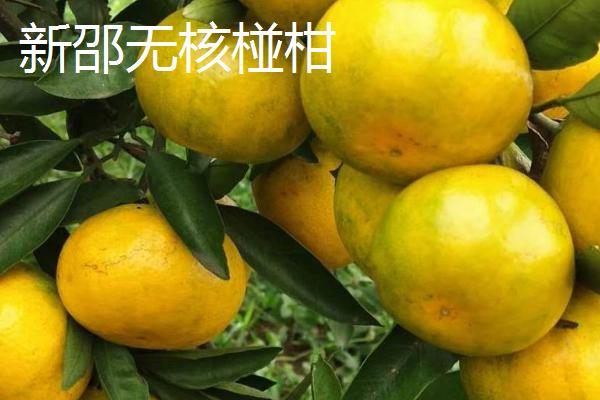 湖南省耒阳市的特产，耒阳粉皮已传承数百年