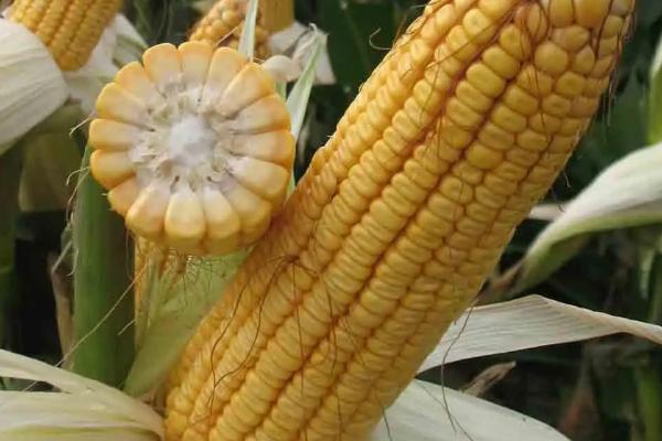 领丰3107玉米种简介，密度5000株/亩左右