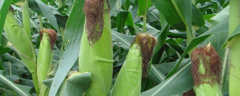 GD2158玉米种子特点，中抗大斑病（5MR）
