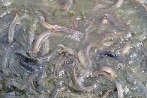 养殖泥鳅有无风险，主要包括市场风险、技术风险