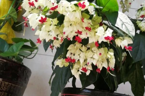 如何养殖龙吐珠，气温过高时要注意遮阴