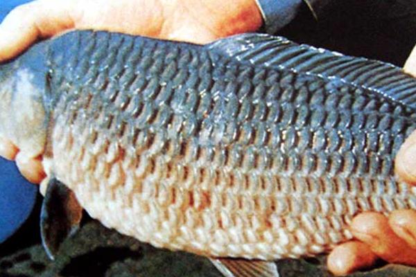鱼类竖鳞病发生症状和防治方法，病鱼身体发黑、鳞片竖立、皮肤轻微充血