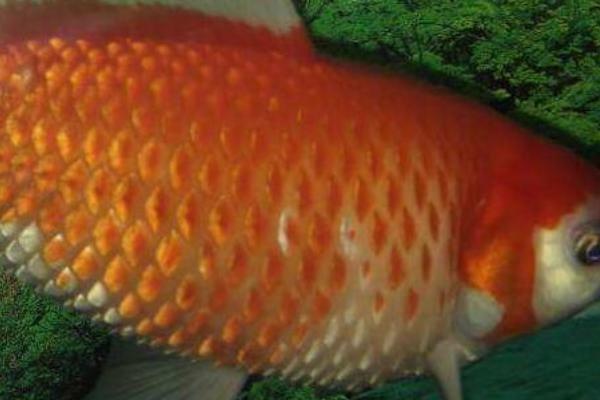 鱼类竖鳞病发生症状和防治方法，病鱼身体发黑、鳞片竖立、皮肤轻微充血
