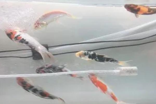 鱼类竖鳞病发生症状和防治方法，病鱼身体发黑、鳞片竖立、皮肤轻微充血