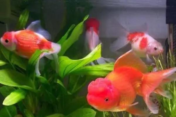 鱼类竖鳞病发生症状和防治方法，病鱼身体发黑、鳞片竖立、皮肤轻微充血