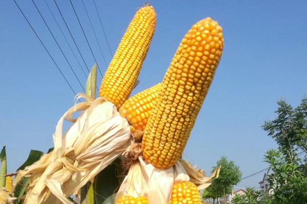 联农102玉米种子特征特性，适宜播种期4月下旬—5月上旬