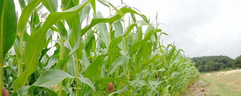 迎丰201玉米种子介绍，中抗大斑病（5MR）