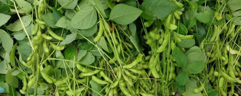 蒙豆58大豆种子介绍，中低肥力地块亩保苗8—0万株