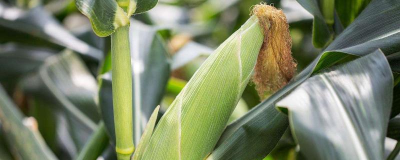 联农102玉米种子特征特性，适宜播种期4月下旬—5月上旬