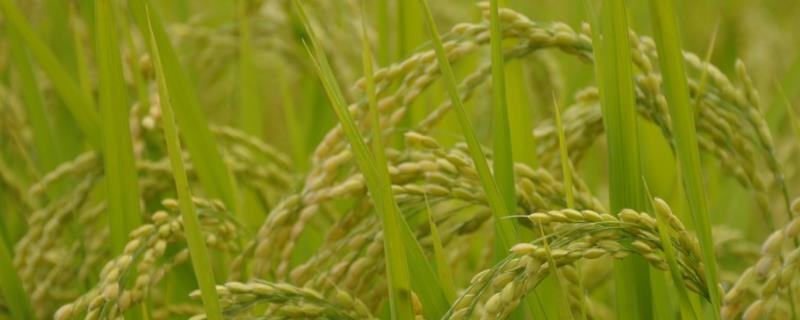 兴育6号水稻种子简介，4月上旬播种