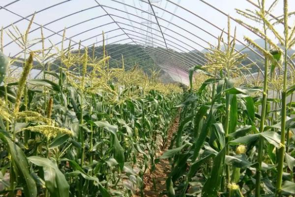 金银甜糯177玉米种子特点，适宜在肥力中上等的地块种植