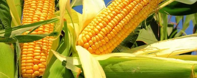DH3000玉米种子介绍，中抗灰斑病