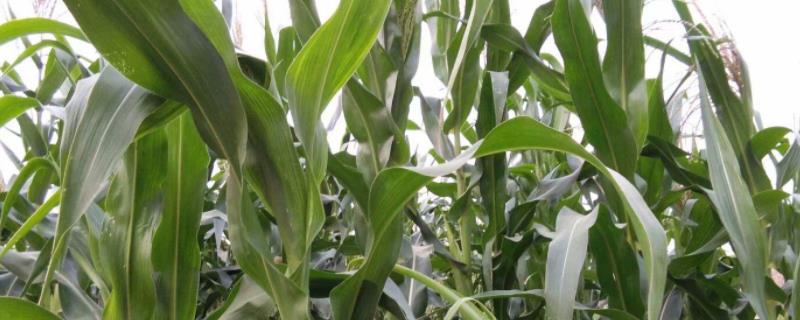亿达126玉米种子简介，注意防治大斑病