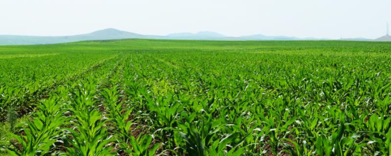 宝玉919玉米种子特点，密度3500株/亩左右