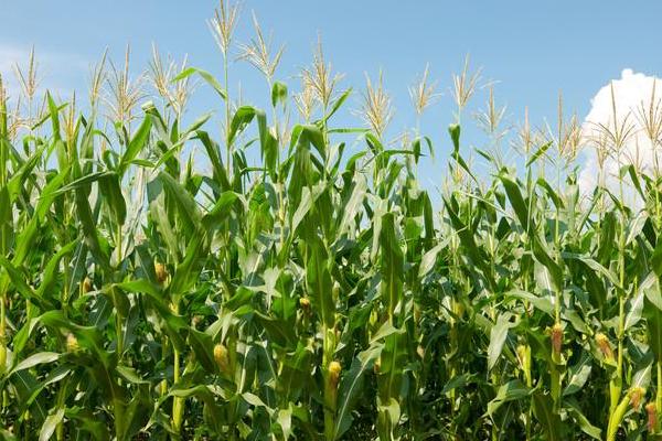 CD6617玉米种子特点，适宜在肥力中上等的地块种植