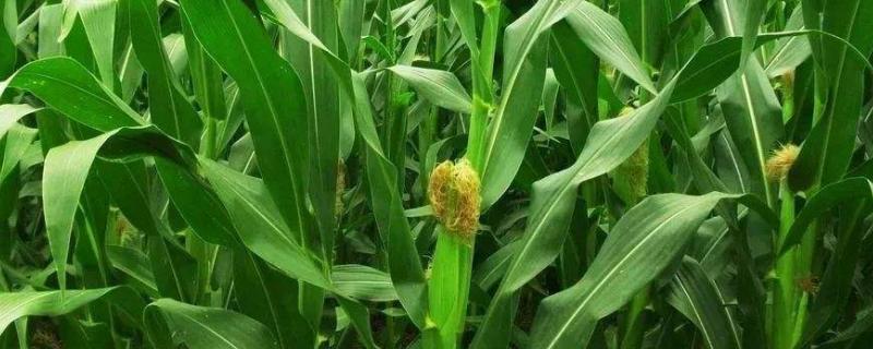 CD6617玉米种子特点，适宜在肥力中上等的地块种植